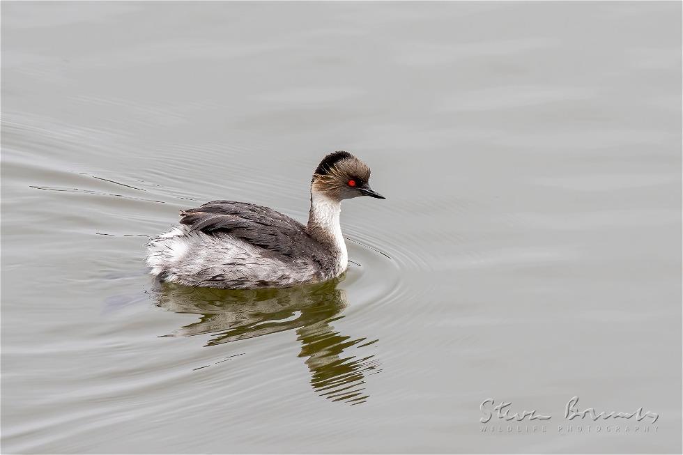 Silvery Grebe (Podiceps occipitalis)