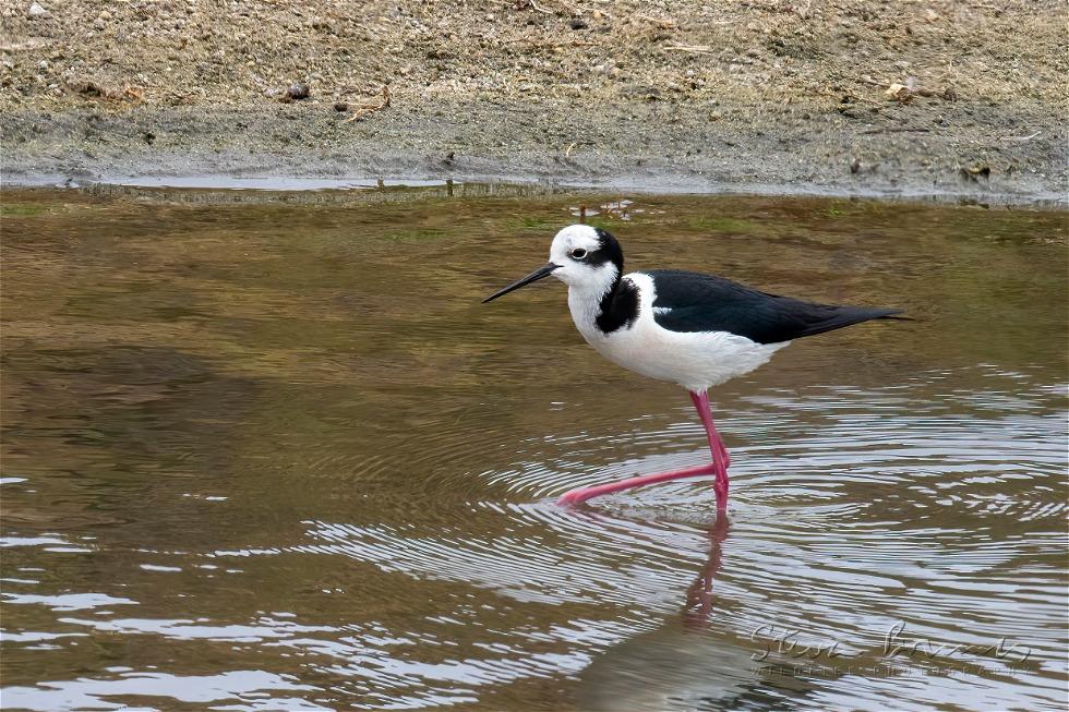 Black-necked Stilt (Himantopus mexicanus)