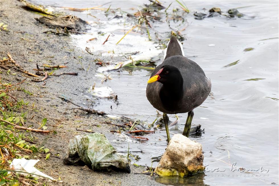 Red-fronted Coot (Fulica rufifrons)
