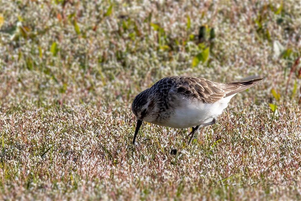 White-rumped Sandpiper (Calidris fuscicollis)