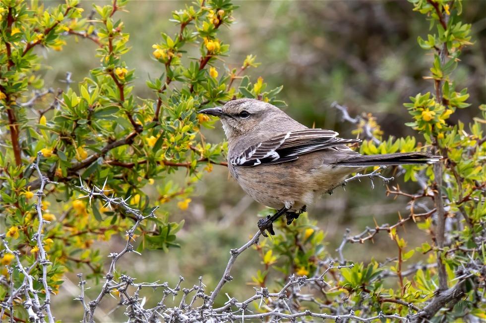 Patagonian Mockingbird (Mimus patagonicus)