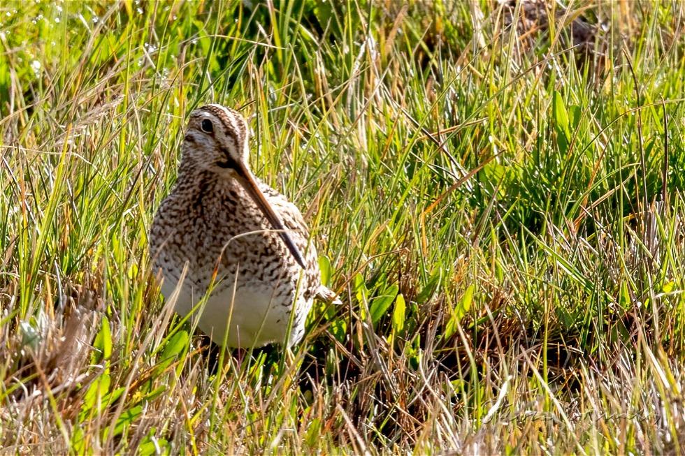 South American Snipe (Gallinago paraguaiae)