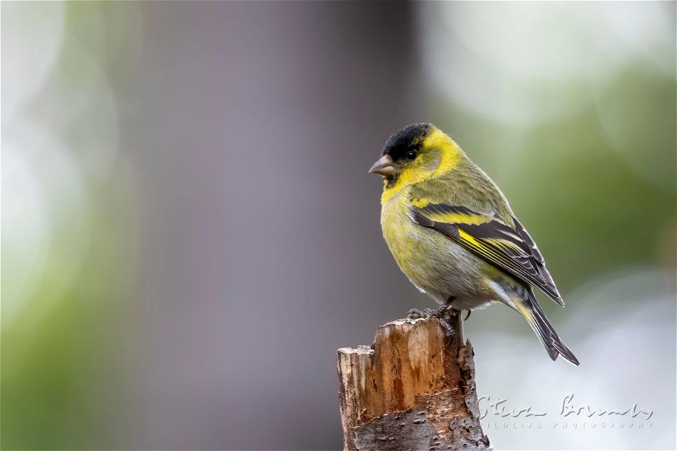 Black-chinned Siskin (Spinus barbatus)