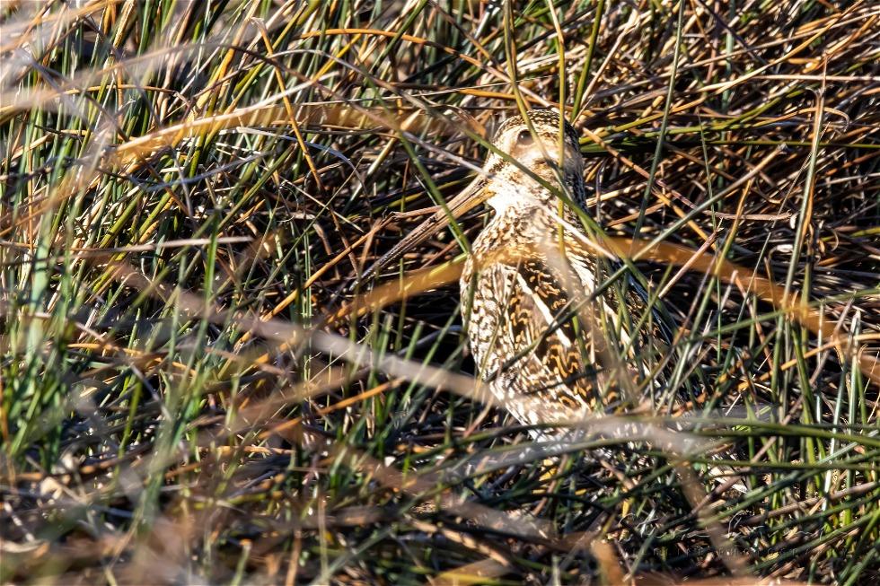 South American Snipe (Gallinago paraguaiae)