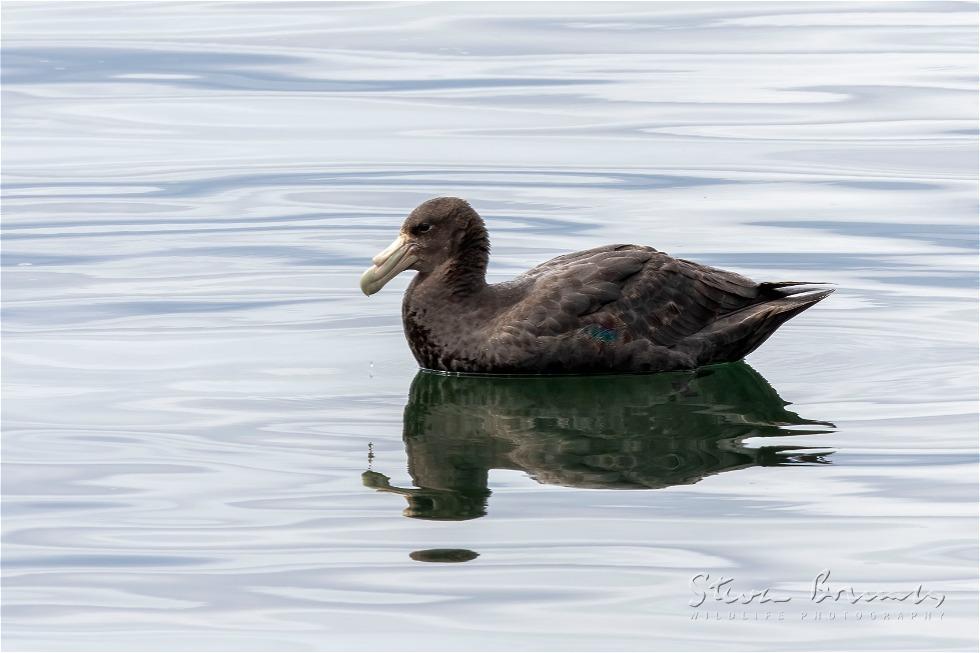 Southern Giant Petrel (Macronectes giganteus)