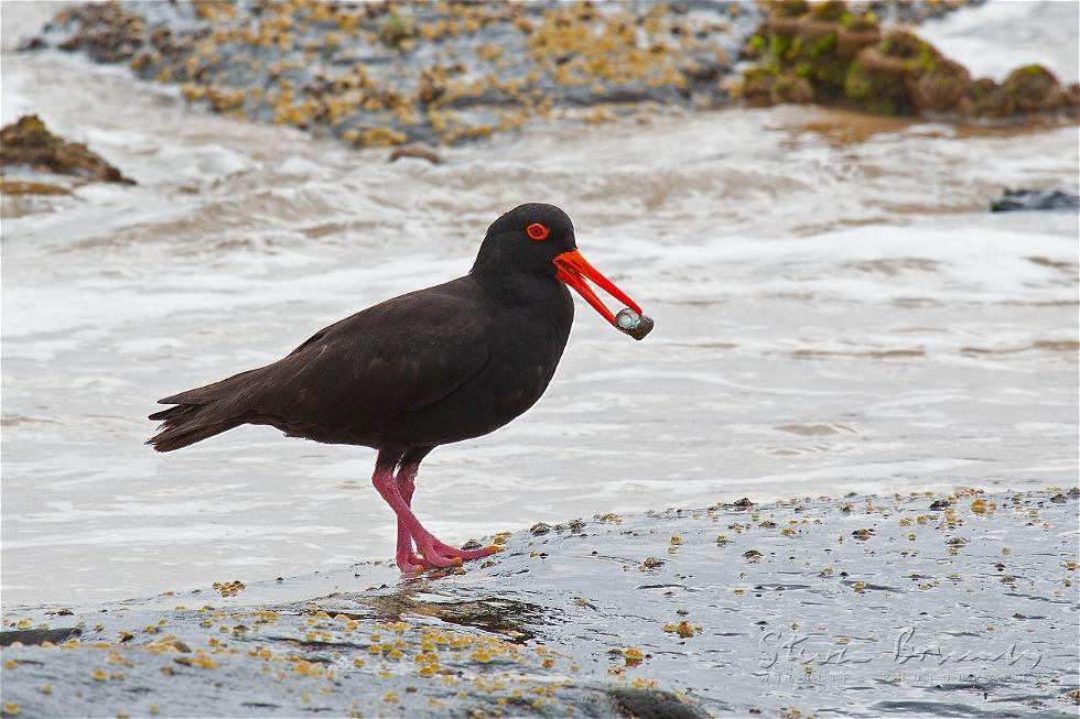 Sooty Oystercatcher (Haematopus fuliginosus)