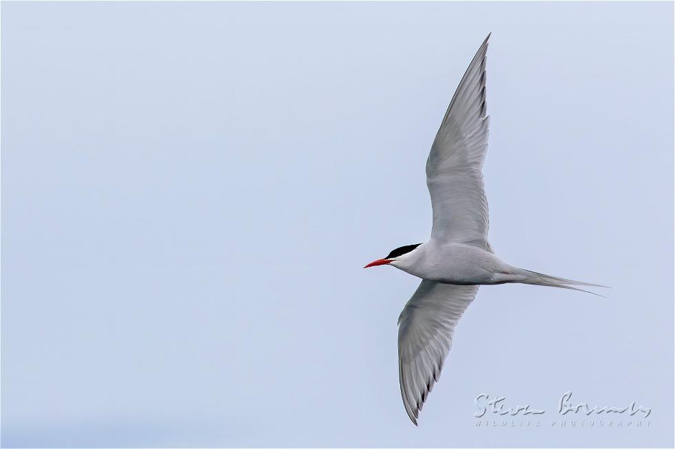 South American Tern (Sterna hirundinacea)