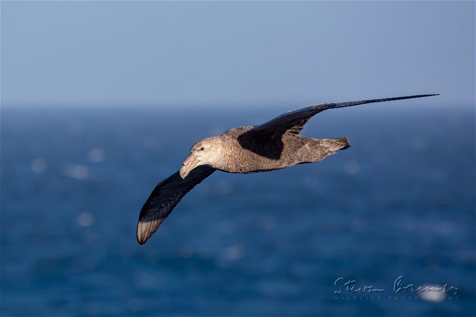 Southern Giant Petrel (Macronectes giganteus)