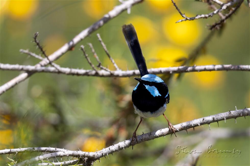 Superb Fairywren (Malurus cyaneus)