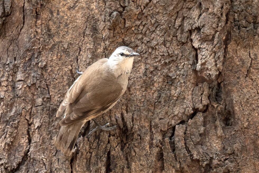 Brown Treecreeper (Climacteris picumnus)