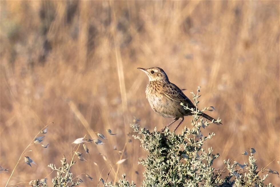 Australian Pipit (Anthus australis)