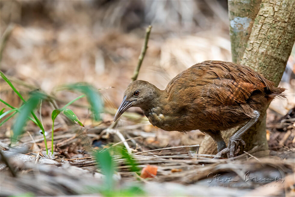 Lord Howe Woodhen (Gallirallus sylvestris)