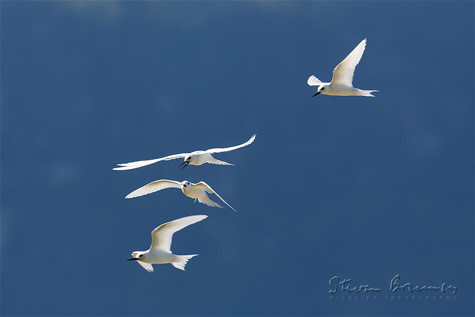 White Tern (Gygis alba)