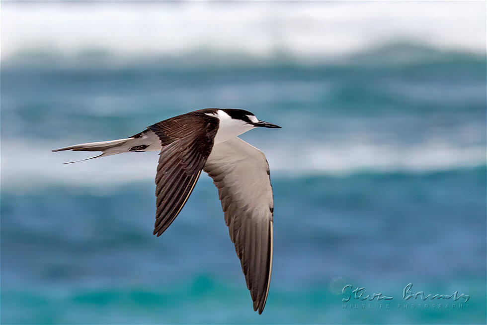 Sooty Tern (Onychoprion fuscatus)
