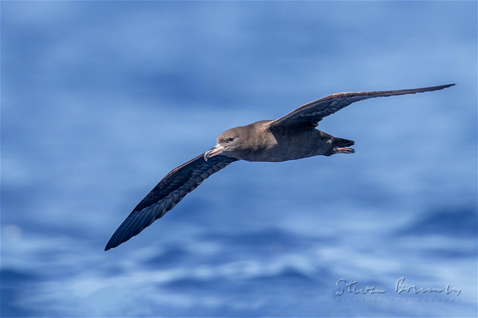 Flesh-footed Shearwater (Ardenna carneipes)