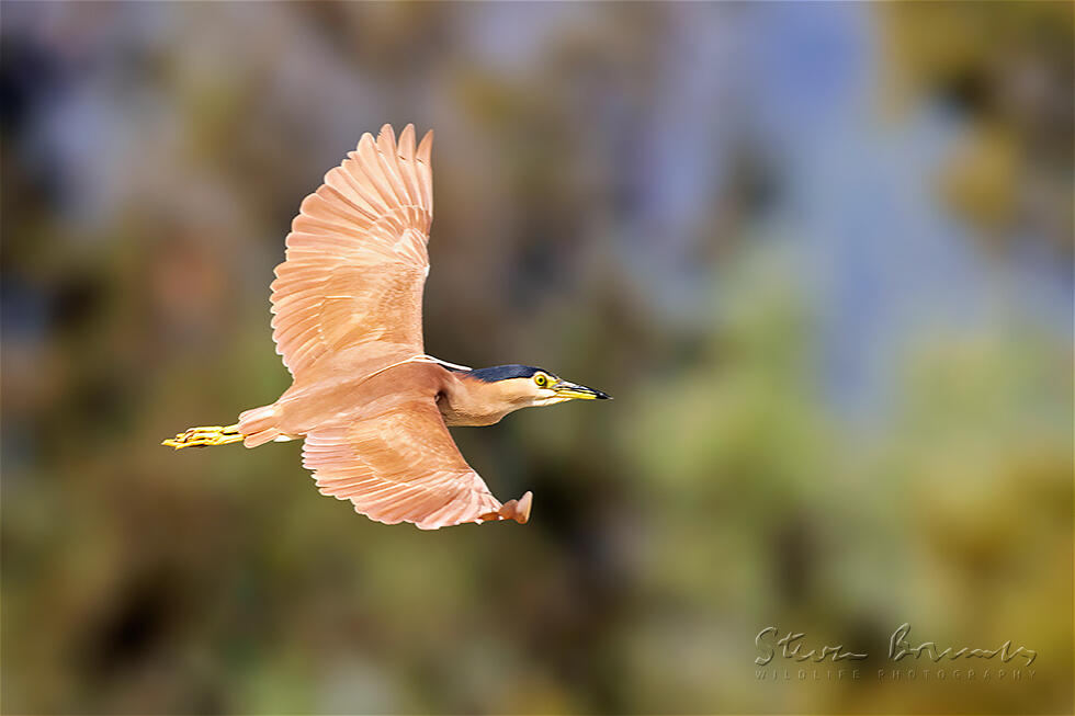 Nankeen Night Heron (Nycticorax caledonicus)