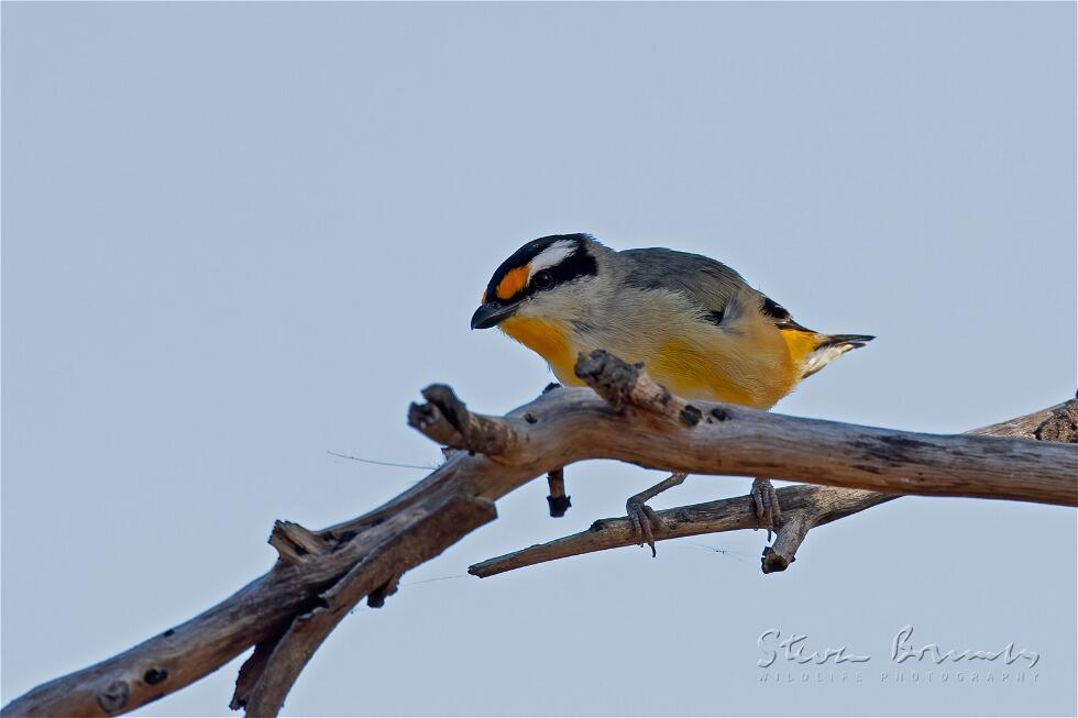 Striated Pardalote (Pardalotus striatus)