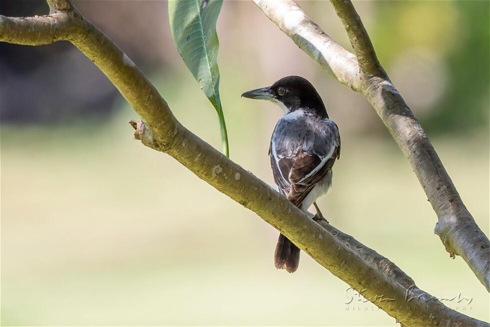 Silver-backed Butcherbird (Cracticus argenteus)