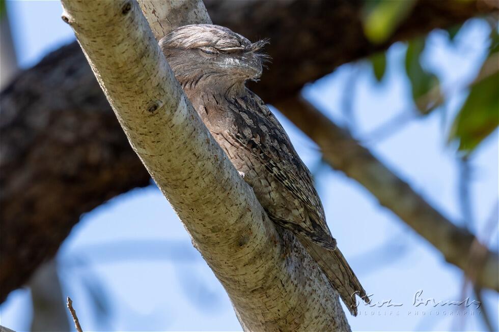 Tawny Frogmouth (Podargus strigoides)