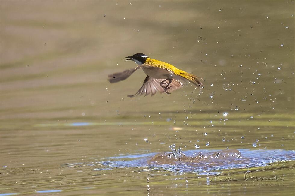 White-throated Honeyeater (Melithreptus albogularis)