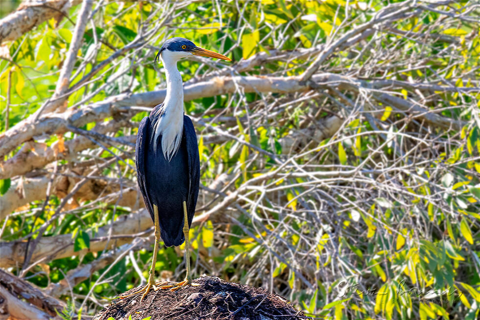 Pied Heron (Egretta picata)