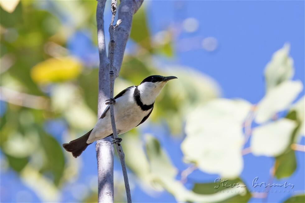 Banded Honeyeater (Cissomela pectoralis)