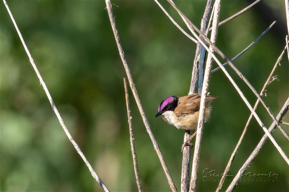 Purple-crowned Fairywren (Malurus coronatus)