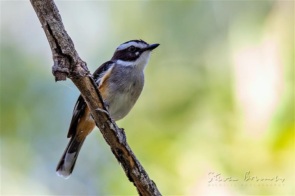 Buff-sided Robin (Poecilodryas cerviniventris)