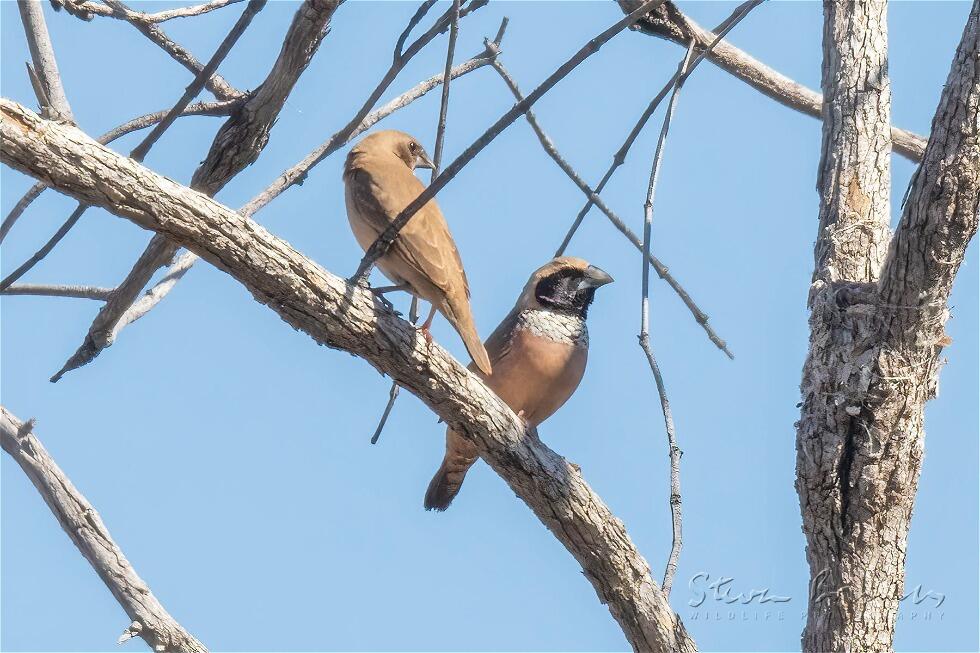 Pictorella Mannikin (Heteromunia pectoralis)