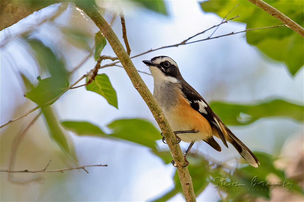 Buff-sided Robin (Poecilodryas cerviniventris)