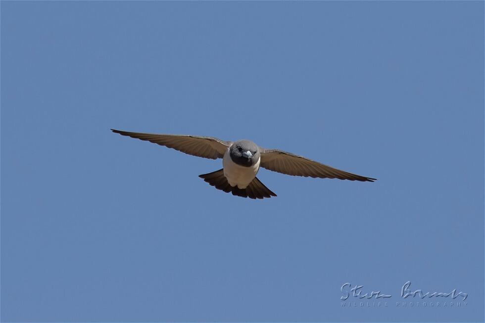 White-breasted Woodswallow (Artamus leucorynchus)