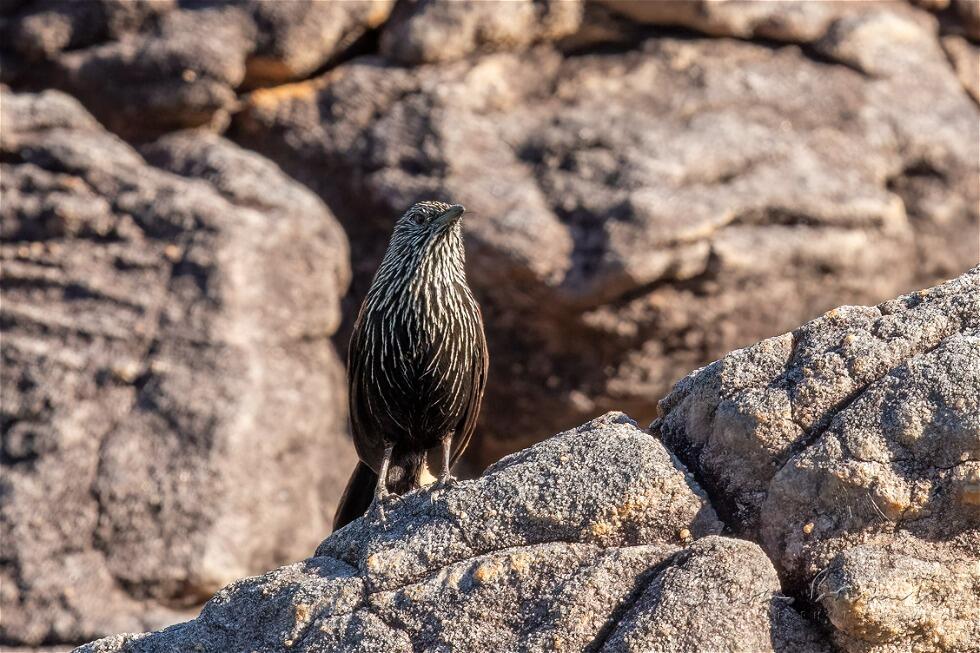 Black Grasswren (Amytornis housei)