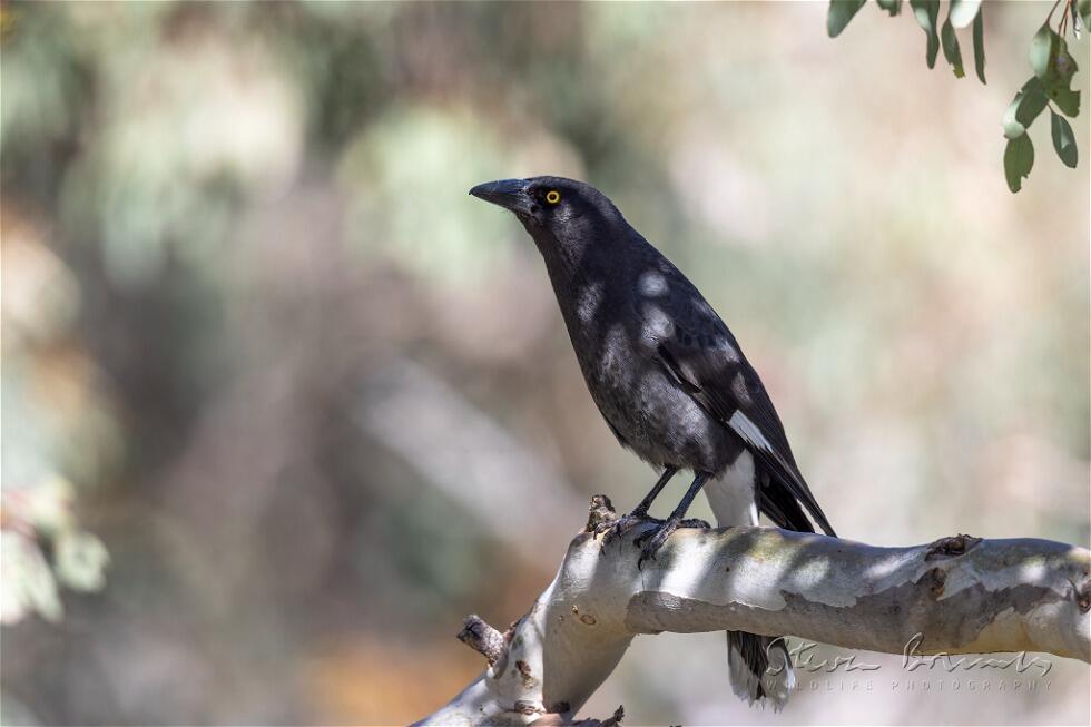 Pied Currawong (Strepera graculina)