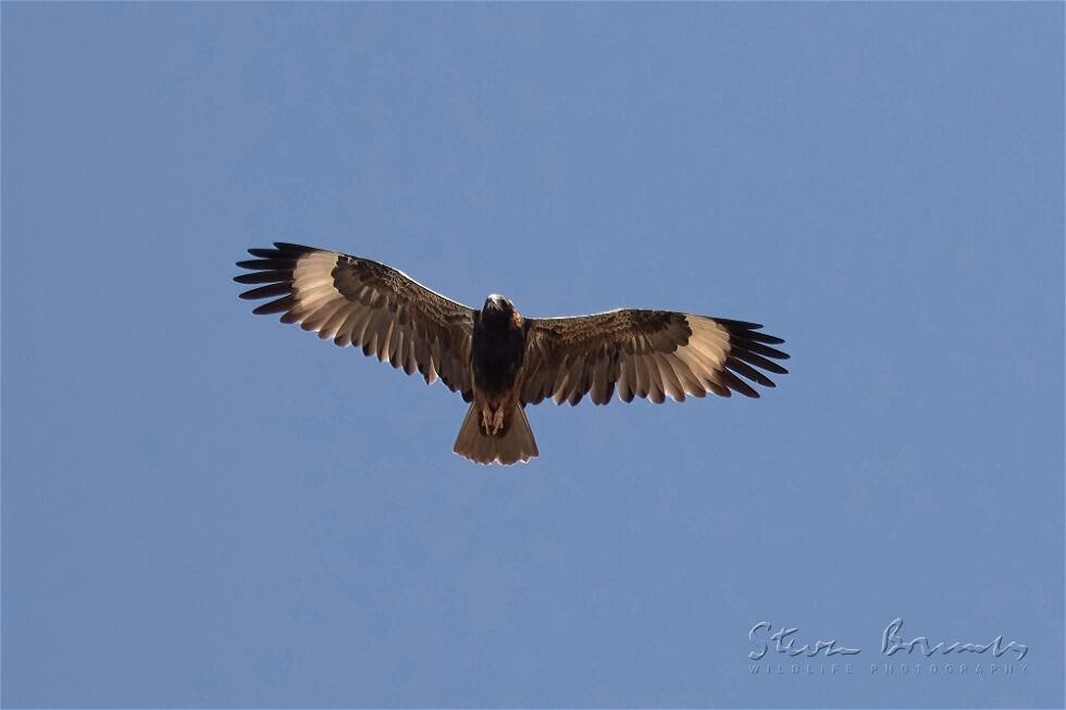 Black-breasted Buzzard (Hamirostra melanosternon)