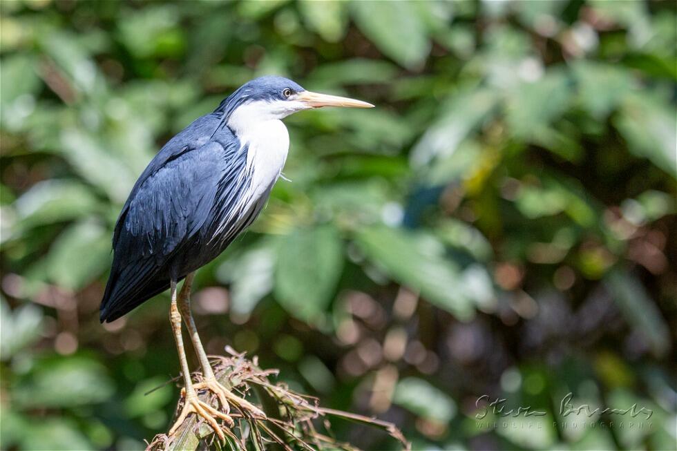 Pied Heron (Egretta picata)