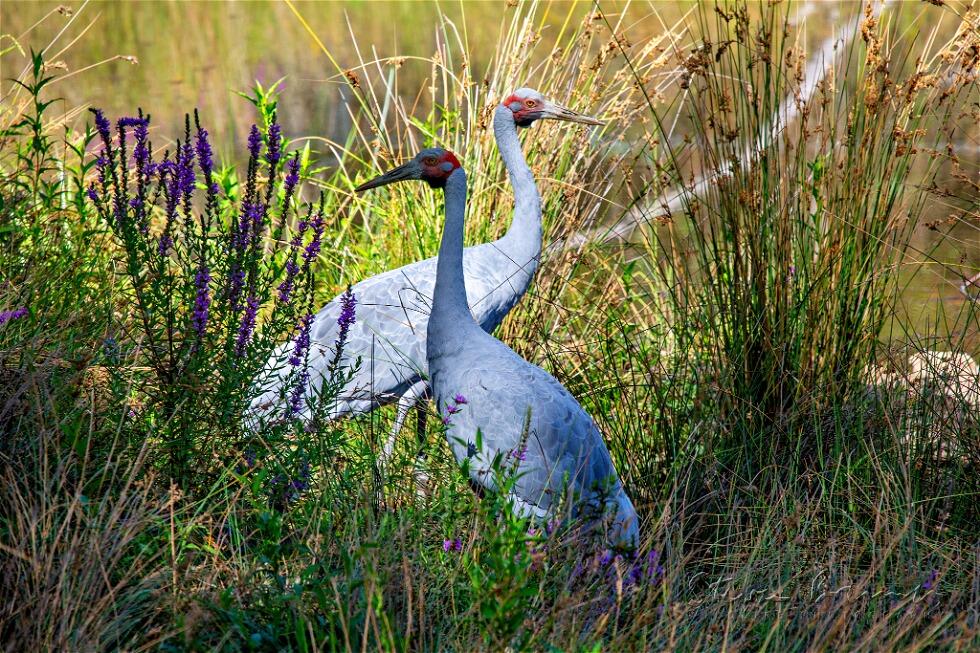 Brolga (Antigone rubicunda)