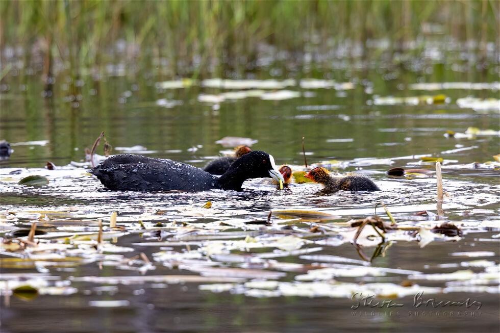 Eurasian Coot (Fulica atra)