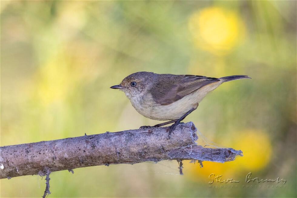 Buff-rumped Thornbill (Acanthiza reguloides)