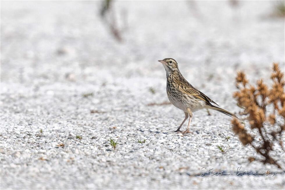 Australian Pipit (Anthus australis)