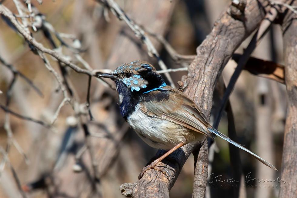 Superb Fairywren (Malurus cyaneus)