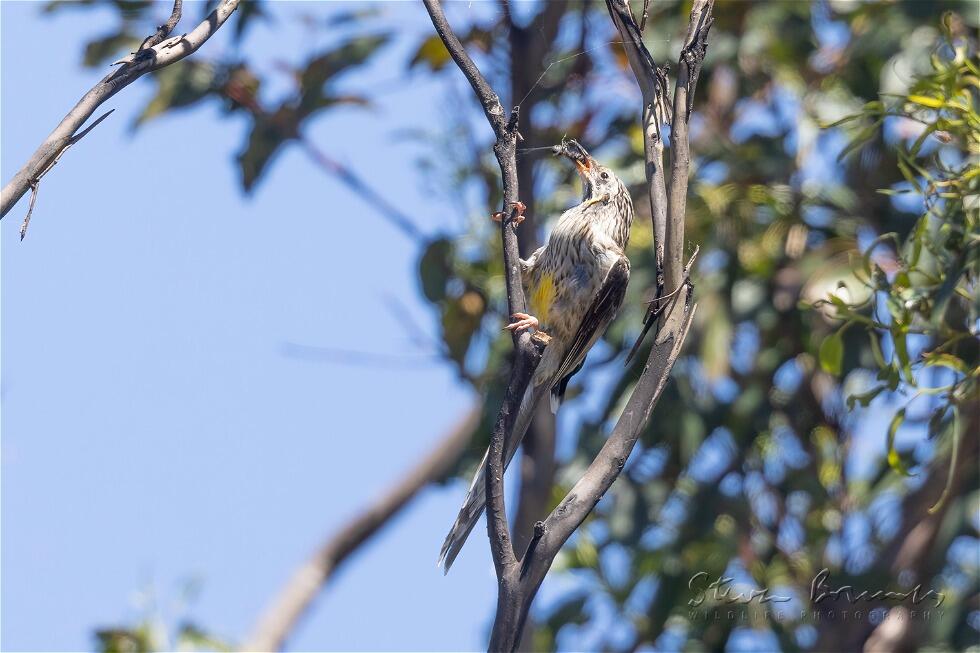 Yellow Wattlebird (Anthochaera paradoxa)