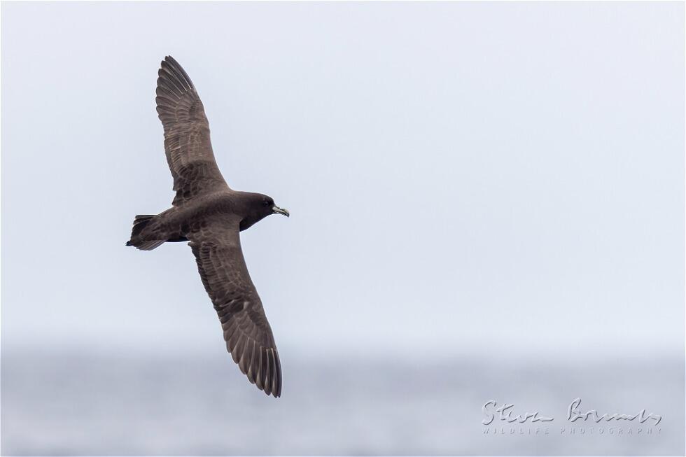 White-chinned Petrel (Procellaria aequinoctialis)