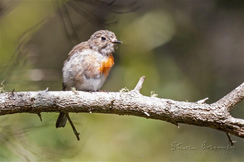 Scarlet Robin (Petroica boodang)