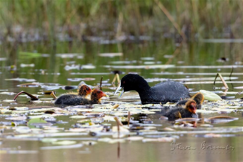 Eurasian Coot (Fulica atra)