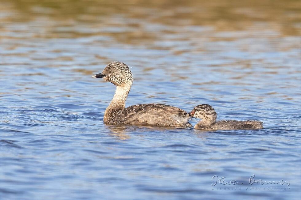 Hoary-headed Grebe (Poliocephalus poliocephalus)