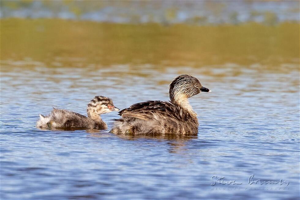 Hoary-headed Grebe (Poliocephalus poliocephalus)