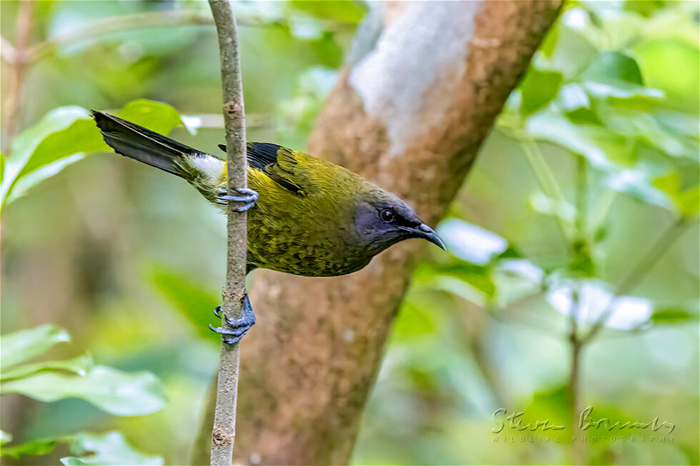 New Zealand Bellbird (Anthornis melanura)