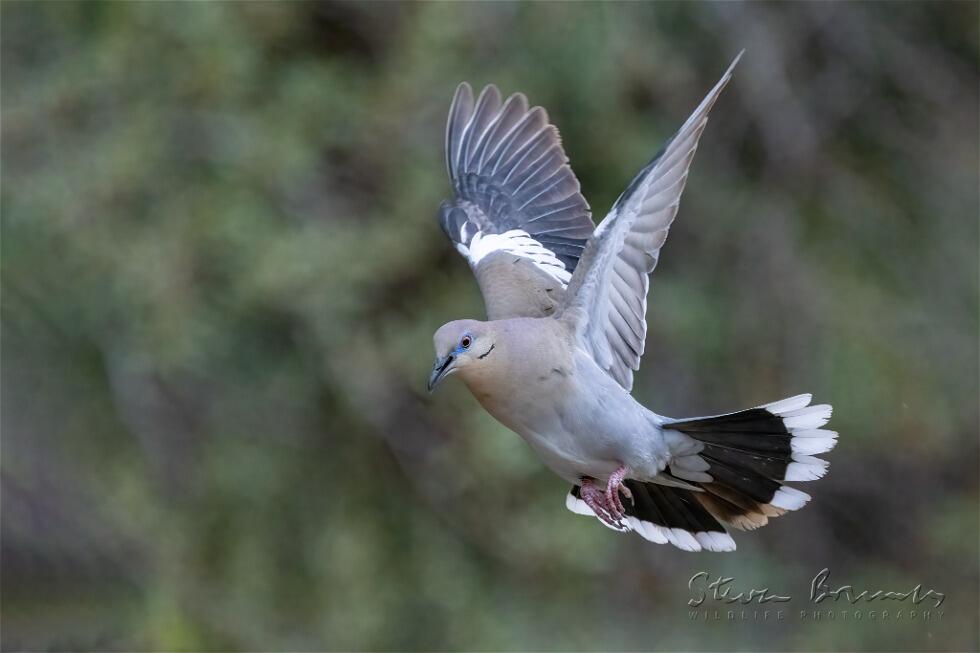 White-winged Dove (Zenaida asiatica)