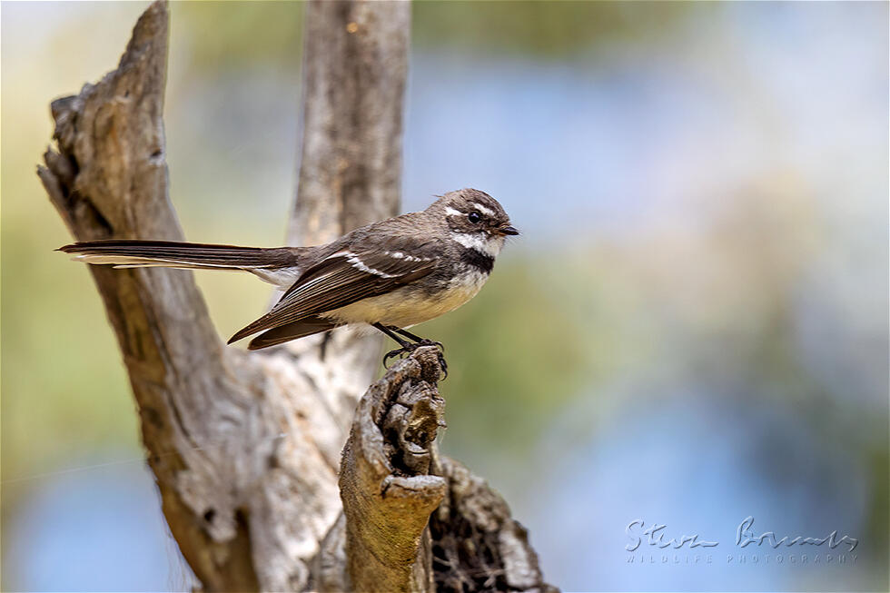 Grey Fantail (Rhipidura albiscapa)