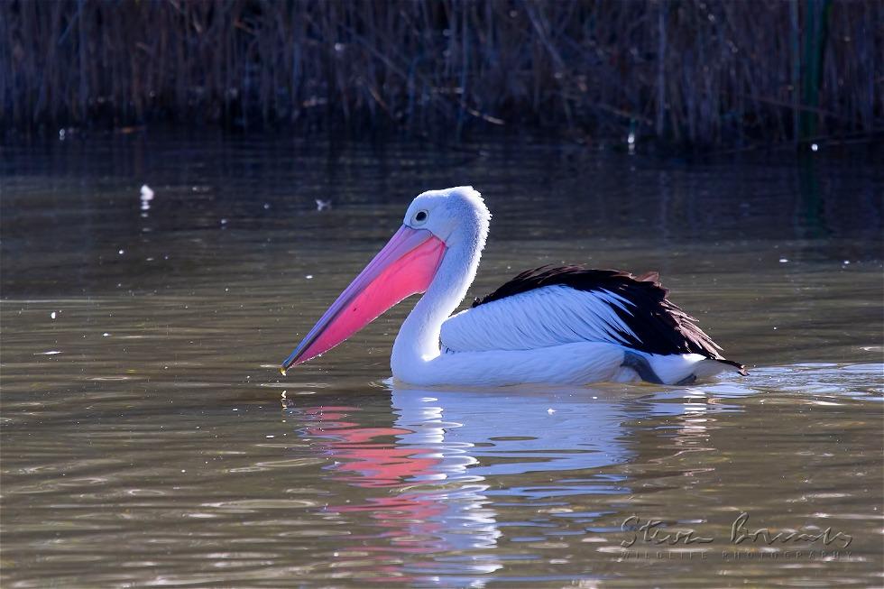 Australian Pelican (Pelecanus conspicillatus)